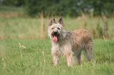 BOUVIER DES ARDENNES 411